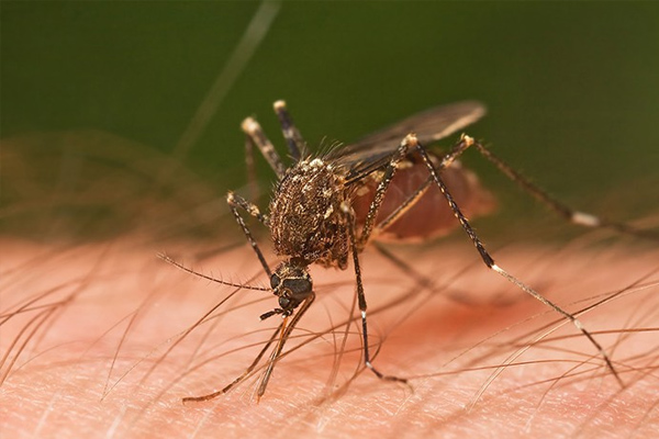 Zika virüsü hızla yayılıyor