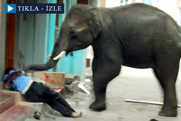 Hindistan'da fil dehşeti