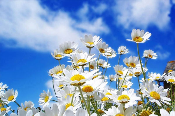 Bahar Türkiye'ye erken gelecek