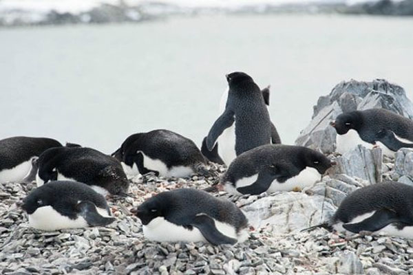 Antarktika'da 150 bin penguen telef oldu