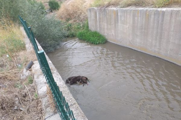 Ankara'da 3 köpeği zehirleyip kanala attılar