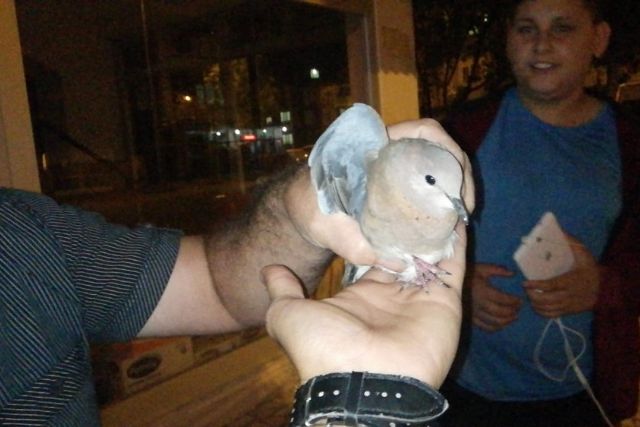 (Özel) Yavru güvercin camda mahsur kaldı