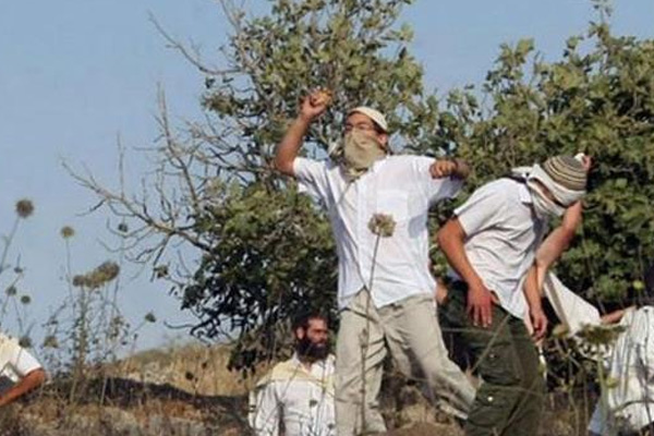 Yahudi yerleşimciler Filistinlilere ait zeytin ağaçlarını kesti