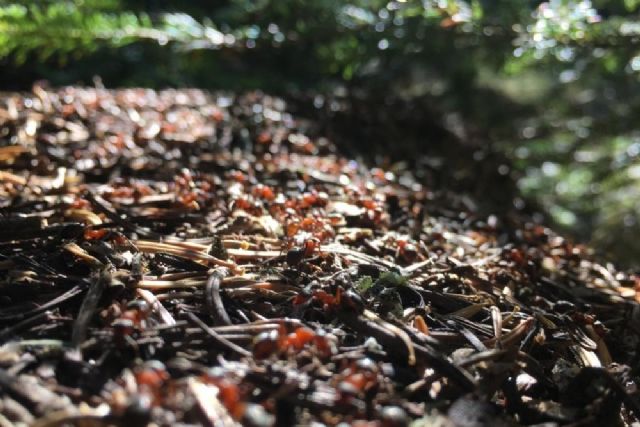 Uludağ'ın orman bekçileri kırmızı karıncalar
