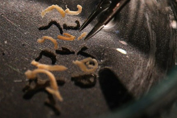 Türk sularında yeni canlı türleri keşfedildi