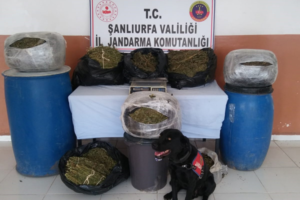 Şanlıurfa'da 105 kilo 500 gram esrar ele geçirildi