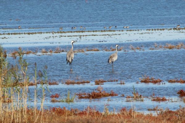 Turnaların 'göç şöleni' kayıt altına alındı