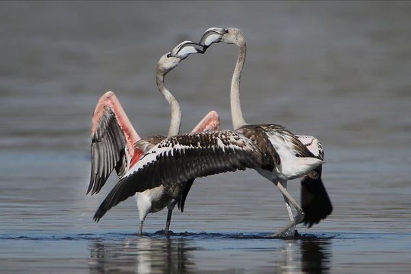 Van Gölü'ndeki flamingoların Afrika göçü başladı