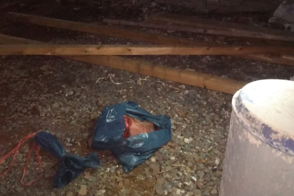 Almanya'da çirkin olay: Cami inşaatına domuz kafası bırakıldı