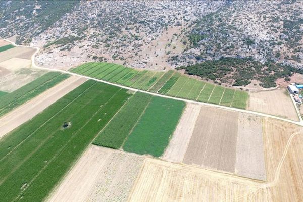Kenevir ekim alanları uydudan tespit edilecek