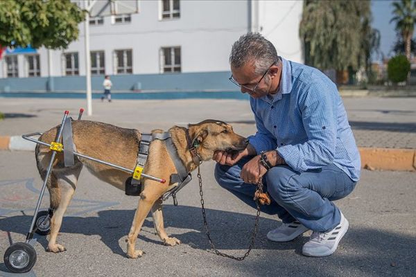 Mehmet öğretmen sakat hayvanlara 'ayak' oluyor