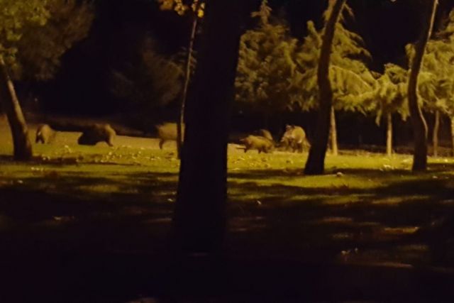 Isparta'da domuzlar mesireliğe indi