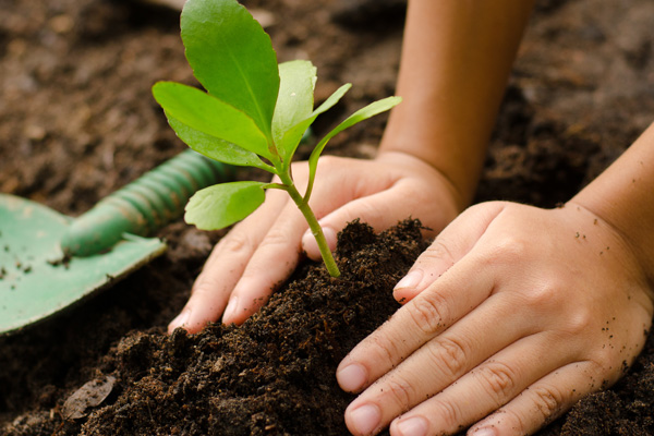 Bugün Türkiye’nin her yerinde fidanlar toprakla buluşacak