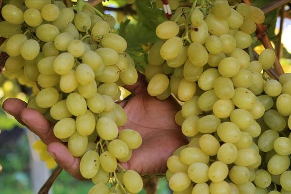 Her iki üzüm salkımından biri Rusya'ya gitti