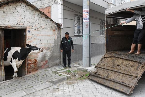 İneklerini vermemek için kendini ahıra kilitledi