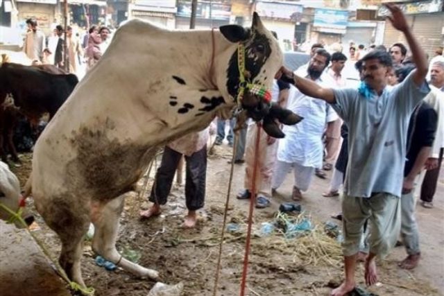 Hindistan'da ineğin dışkısından sabun, idrarından kozmetik ürün yapılacak
