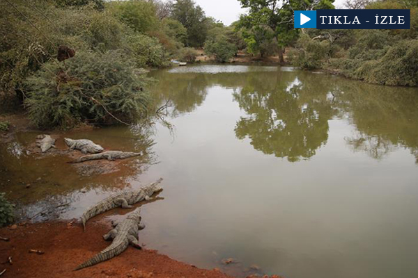 Senegal vahşi yaşam meraklılarını bekliyor
