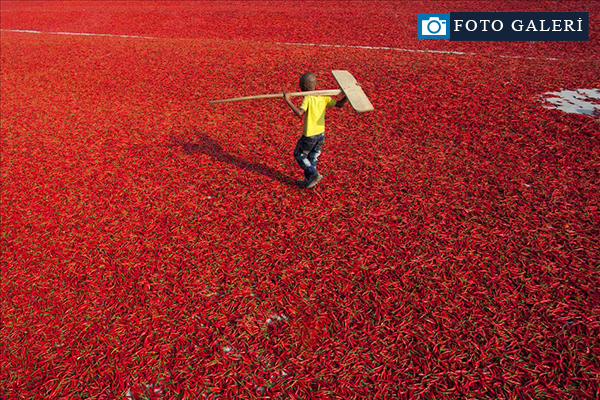 Bangladeş'te kırmızı biber üretimi