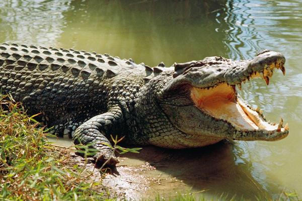 Mafyanın parasını timsahlar koruyor