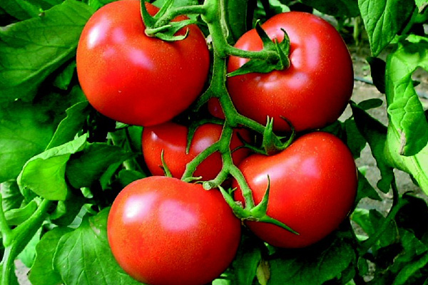 Domates 10 kuruşa masada