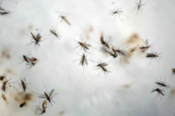 Zika virüsü sinir hastalıklarına yol açıyor