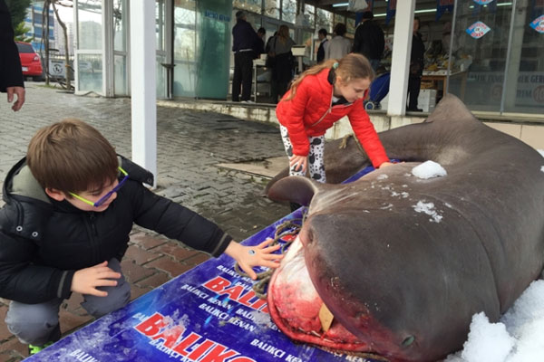 Marmara’da ağlara köpekbalığı takıldı
