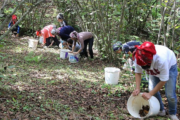 Tarım işçisinin günlük ücretinde artış