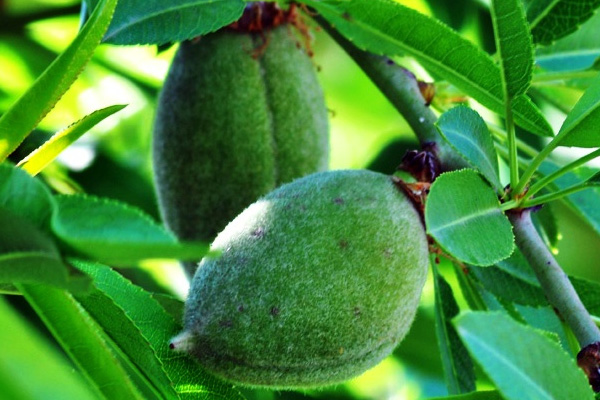 Çağlanın kilosu 100 liraya satılıyor