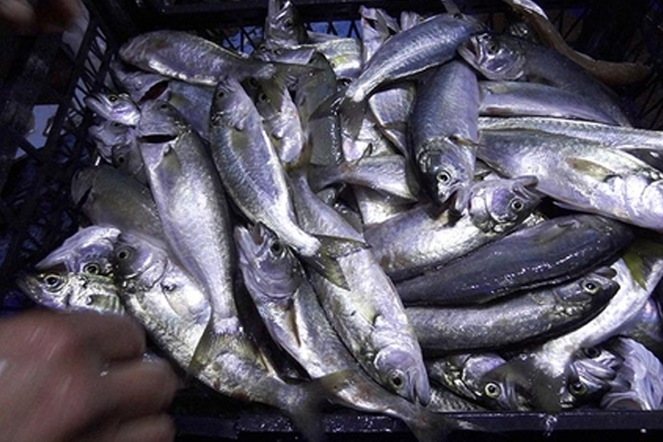 Çinekop balıkçıların yüzünü güldürdü