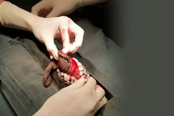 Pitonun midesinden oyuncak ayı çıktı