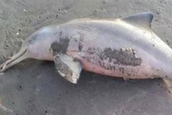 Yunuslar kıyıya vurdu