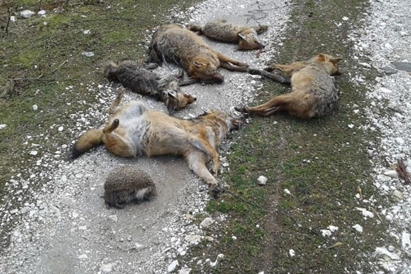 Bursa'da hayvan katliamı