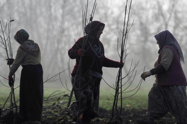 Kadınların yüzde 35.5'i şiddet gördü