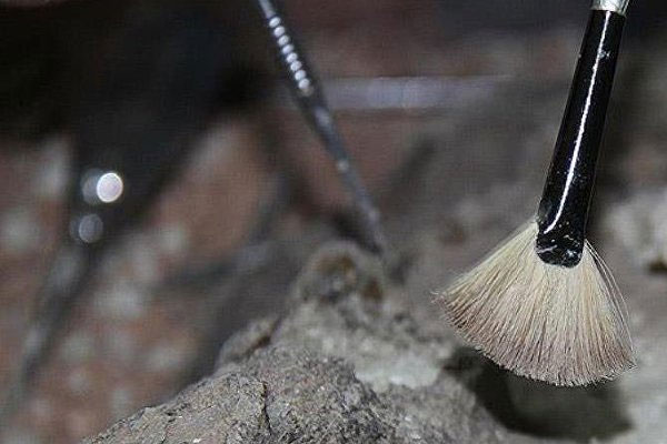 164 milyon yıllık bitki fosili bulundu