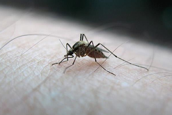 Zika virüsü yayılmaya devam ediyor