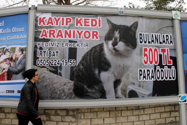 Kedisini bulana para ödülü