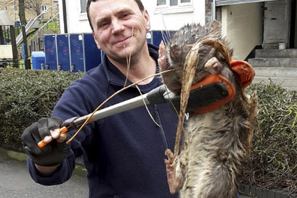 Dev Kemirgen şaşırttı