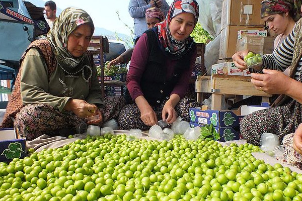 Silifke'de ilk erik hasadı yapıldı