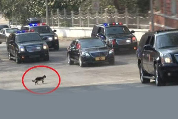 Erdoğan’ın konvoyunda ’kedi’ sürprizi