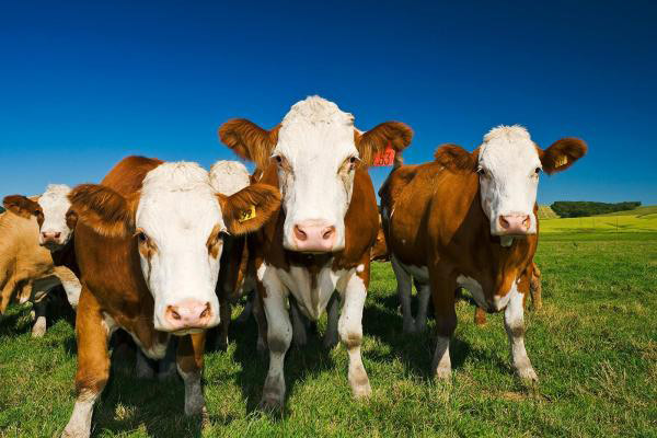 İcradan satılık inekler !