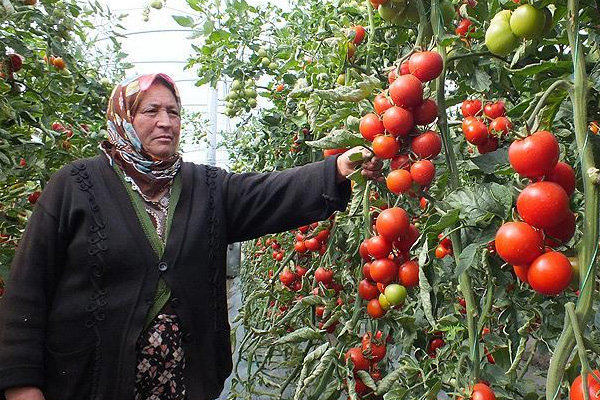 Salkım domates, üreticisine daha çok kazandırıyor