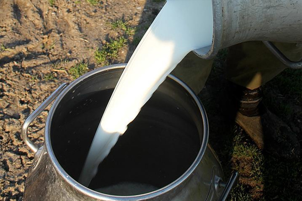 Süt fiyatları için düğmeye basıldı