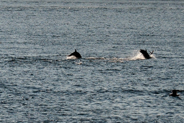 Boğaz’a yunuslar akın etti