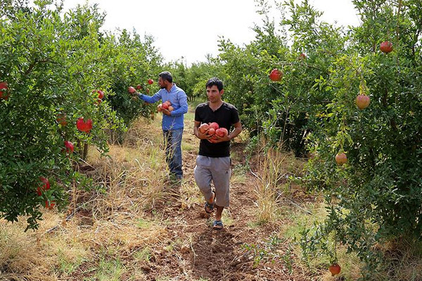 Genç çiftçilere 30 bin lira hibe