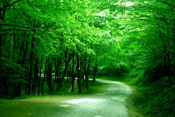 'İstanbul'un yüzde 45'i orman'