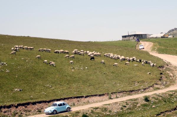 2 bin 500 TL maaşla 400 çoban aranıyor