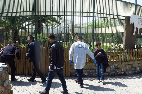 Kocaeli'de kaplan dehşeti: 2 yaralı