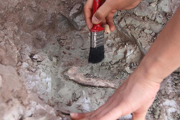 Hiç bilinmeyen bir hayvan fosili bulundu