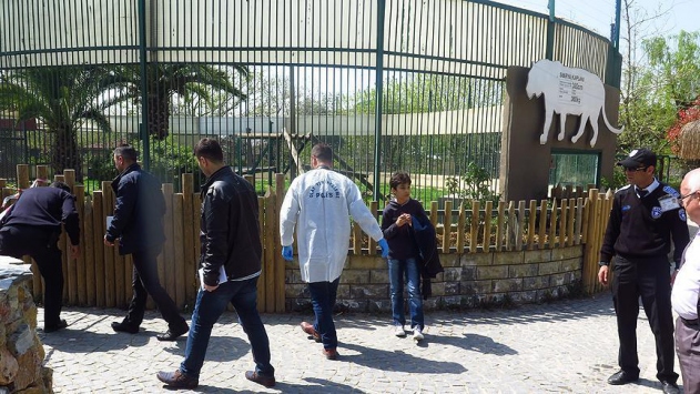 Kocaeli'de kaplan insanlara saldırdı