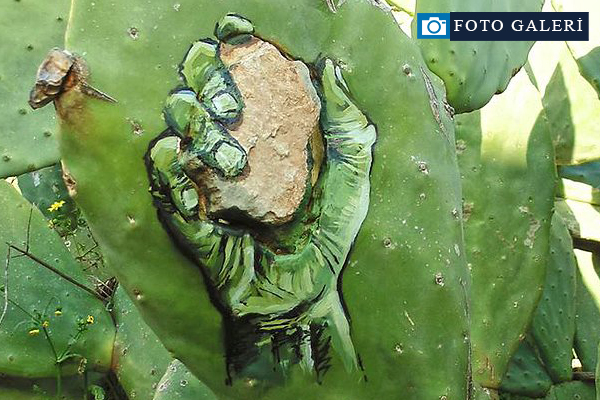 Filistinli sanatçı direnişi kaktüse resmetti